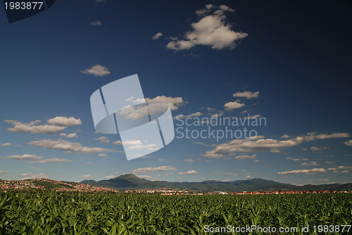 Image of sunny day at field of corn and dramatic sky...