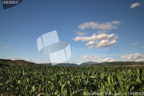 Image of sunny day at field of corn and dramatic sky...