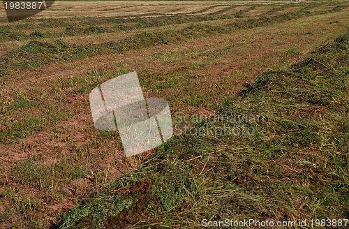 Image of agricultural background