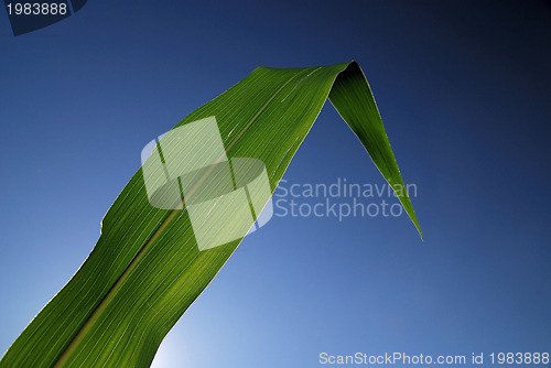 Image of green leaf with blue sky in background