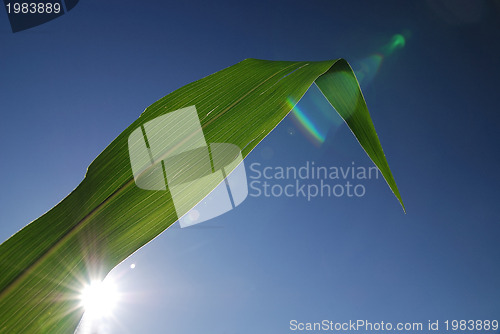 Image of green leaf with blue sky in background