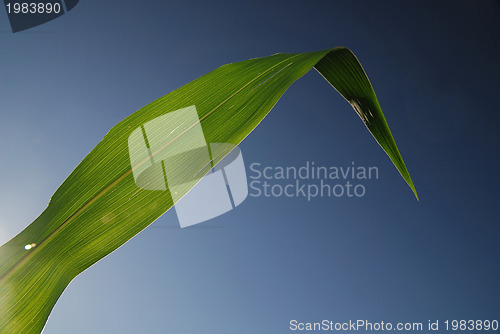 Image of green leaf with blue sky in background