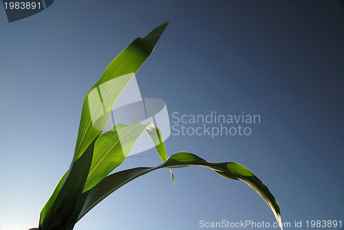 Image of green leaf with blue sky in background