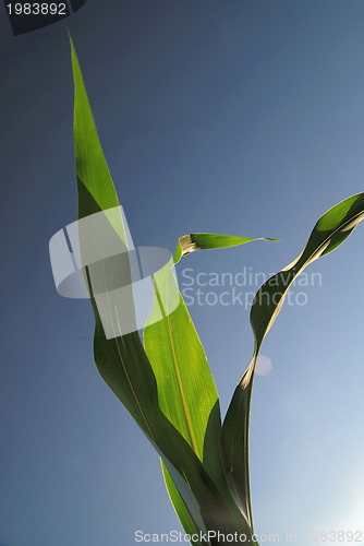 Image of green leaf with blue sky in background