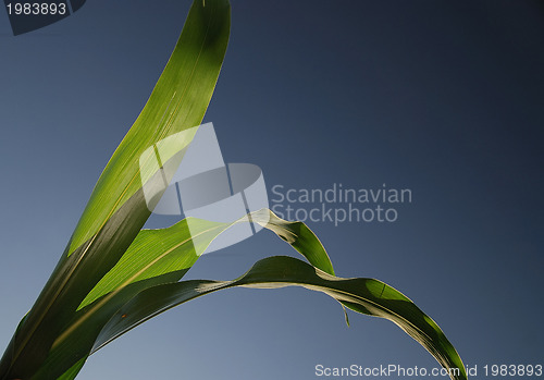 Image of green leaf with blue sky in background