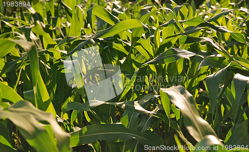 Image of sunny day at field of corn and dramatic sky...