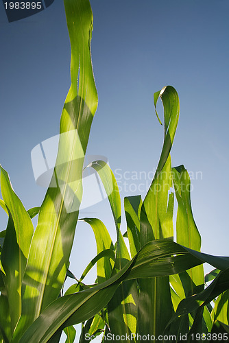 Image of sunny day at field of corn and dramatic sky...