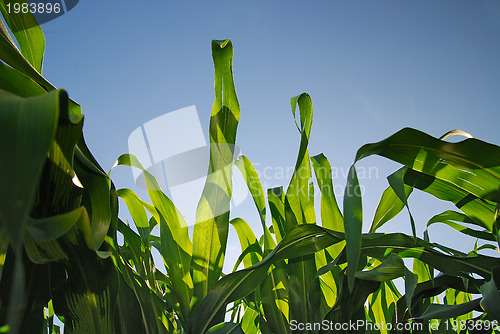 Image of sunny day at field of corn and dramatic sky...