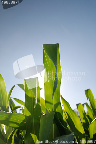 Image of sunny day at field of corn and dramatic sky...