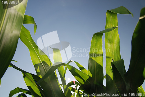 Image of sunny day at field of corn and dramatic sky...