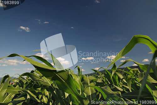 Image of sunny day at field of corn and dramatic sky...