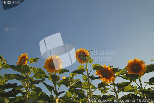 Image of sunflower field