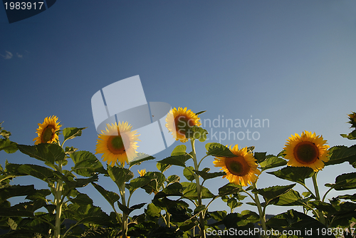 Image of sunflower field