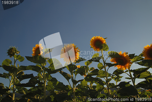 Image of sunflower field