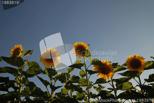 Image of sunflower field