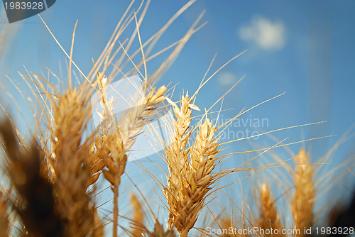 Image of wheat