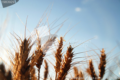 Image of wheat