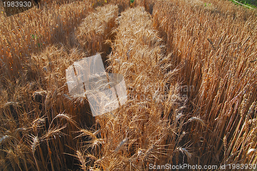 Image of wheat