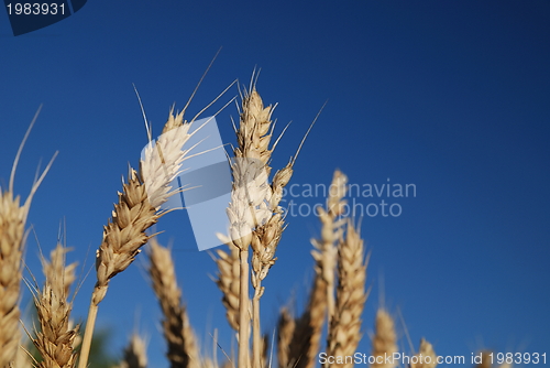 Image of wheat