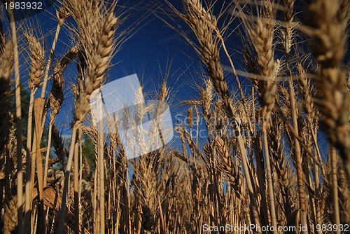 Image of wheat