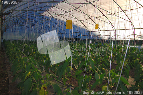 Image of greenhouse