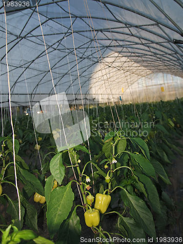 Image of greenhouse