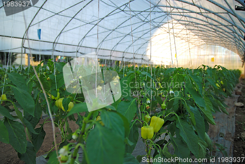 Image of greenhouse