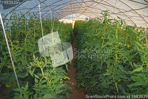 Image of greenhouse