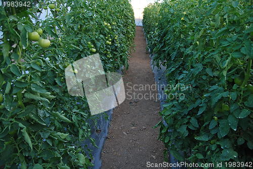 Image of greenhouse