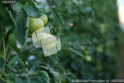 Image of fresh tomato in greenhouse