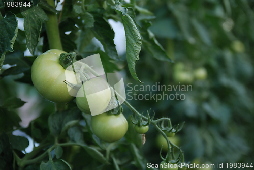 Image of fresh tomato in greenhouse