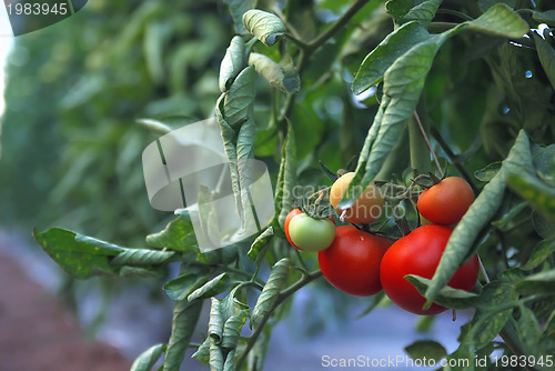 Image of fresh tomato in greenhouse