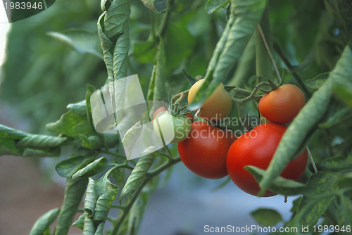 Image of fresh tomato in greenhouse