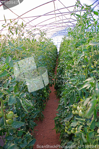 Image of greenhouse