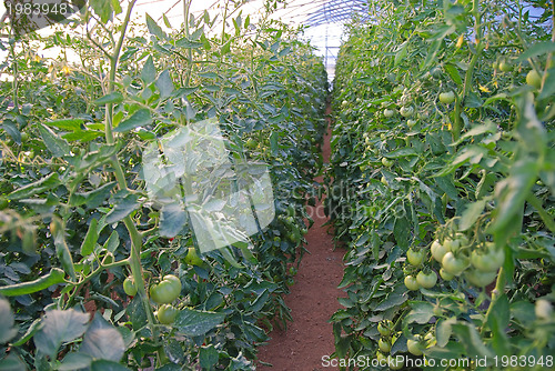 Image of greenhouse