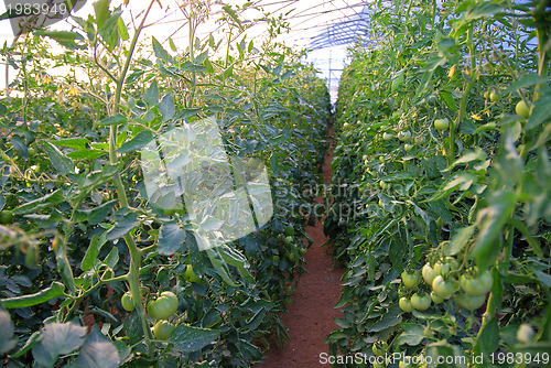 Image of greenhouse