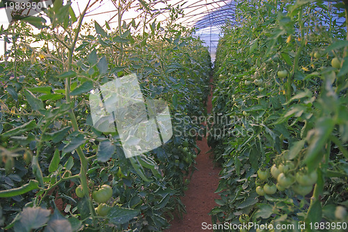 Image of greenhouse