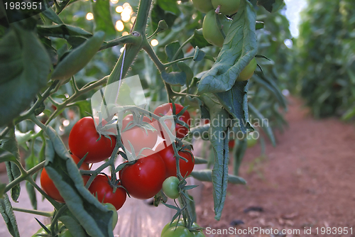 Image of fresh tomato in greenhouse