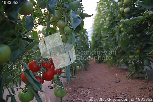 Image of fresh tomato in greenhouse