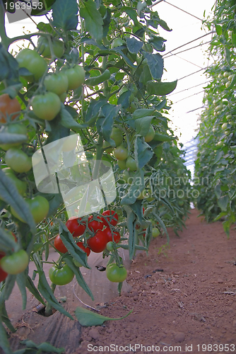 Image of fresh tomato in greenhouse