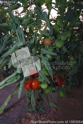 Image of fresh tomato in greenhouse