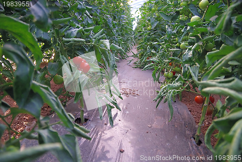 Image of fresh tomato in greenhouse