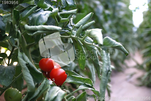 Image of fresh tomato in greenhouse