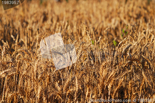 Image of wheat