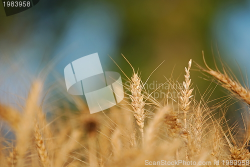 Image of wheat