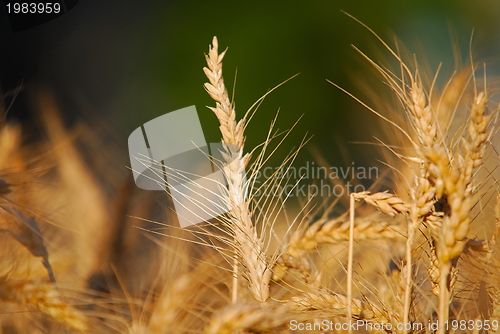 Image of wheat