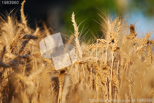 Image of wheat