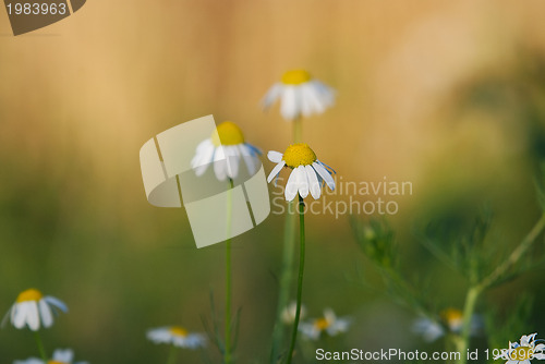 Image of daisy 