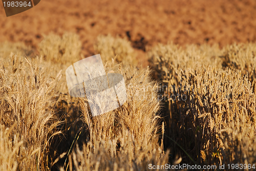 Image of wheat