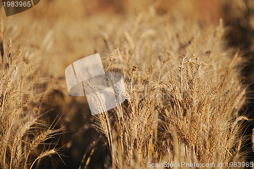 Image of wheat